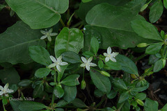 Glinus oppositifolius